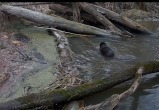 Скриншот с видео, заповедник "Калужские засеки"