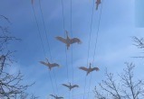Скриншот с видео, Управление городского хозяйства города Калуги