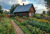 Купили чернозём для нашего участка, но из-за лени супруга он почти превратился в асфальтовую площадку