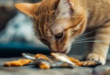 Кот перехитрил отца и добрался до верёвки с сушёной рыбой. При этом усатый чуть не сорвался с крыши