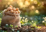 Мама выдернула всю мою рассаду, а на ее место посадила картошку