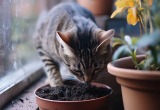 Кот разорил маленькую плантацию пряных трав на окне, а муж обвинил во всем меня