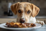 Пёс тайком на кухне пытался съесть остатки мяса с большого блюда. Напугал жену, а блюдо разлетелось на кусочки