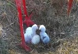 скрин видео канала "Гнездо аистов онлайн"