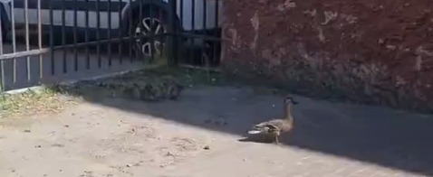 Калуга-Поиск