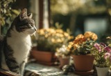 Сын со снохой не уважают личные границы кота, а он у нас вообще-то интроверт