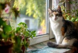 Жена не может нормально работать из дома, потому что кот постоянно требует ее внимания