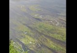 прокуратуры Калужской области прокуратуры Калужской области