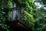 – Пусть плющ растет, он вам не помешает! – злилась соседка в попытках захватить мой балкон
