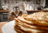 Кот сходит с ума по блинам и прочей выпечке. Готов на все ради нее