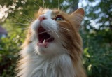 Наша кошка – попрошайка. Не знаем, как отучить ее выпрашивать еду у соседей