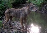 Скриншот с видео заповедника "Калужские засеки"