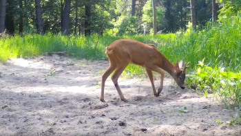 Самец косули попал в фотоловушку калужского заповедника