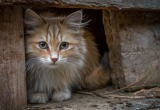 Хотел вышвырнуть на улицу грязного дворового кота, но он стал помогать мне торговать акциями