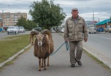 Я вылечился от депрессии, выгуливая на поводке агрессивного и бестолкового барана