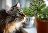 Долго не знала, как убедить кошку не трогать мои цветы, поэтому пришлось “нанять охрану”