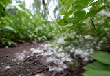 Пух от тополей с улицы лежит на огороде плотным слоем. Но правление ничего не желало делать, пока не случился пожар