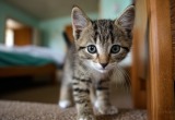 Бездомный котенок вернул мою маму к жизни