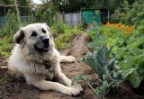 Сын так любит своего пса, что решил часть огорода заменить на игровую площадку для него. А вот я против