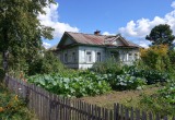 Сноха заняла половину огорода пряными травами для мыловарения. Урожай взошел, но бизнес провалился