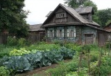 Тёща привезла на дачу подружек, чтобы похвалиться моими кустами роз. А эти тётки чуть все цветы не помяли