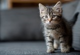 Муж спас котенка, но вот ухаживать за ним должна почему-то я
