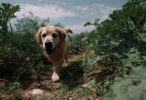 Соседская собака устроила на моем участке туалет, но я нашла способ проучить ее хозяина