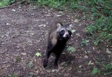 фотоловушки заповедника "Калужские засеки" фотоловушки заповедника "Калужские засеки"