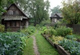 Свекровь вызвалась присмотреть за дачей, а сама стащила половину урожая