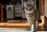 Безответственные соседи бросили своего кота в подъезде, а мне пришлось его спасать