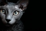 Лысая кошка моей возлюбленной вызывает у меня отвращение