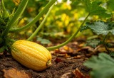 Отучила мужа скандалить из-за кабачков и картошки