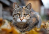 Бездомная кошка исхитрилась и загнала моего грозного боксера на крышу сарая