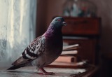 Муж и сын завели голубя дома, а я переживаю, что он принесет нам какую-нибудь заразу