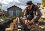 Что посадить осенью для раннего урожая весной