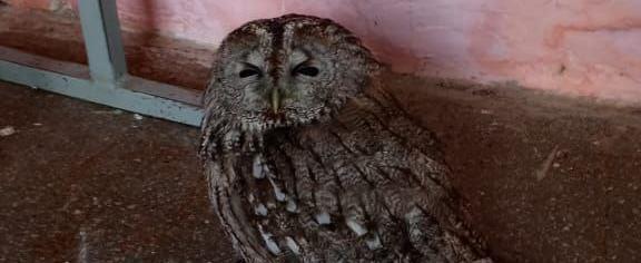 https://t.me/fenixwildanimals/1462 центр реабилитации диких животных