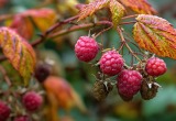 Узнала, что мой муж выливает всякую гадость на куст малины. Ругаюсь на него, а малина будто лучше растет от этого