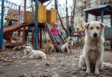 Меня прокляли все соседи, а я всего лишь прикормила стаю бездомных собак на детской площадке