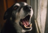 Соседская собака залаяла и бросилась на мою дочь. Пришлось подключить участкового