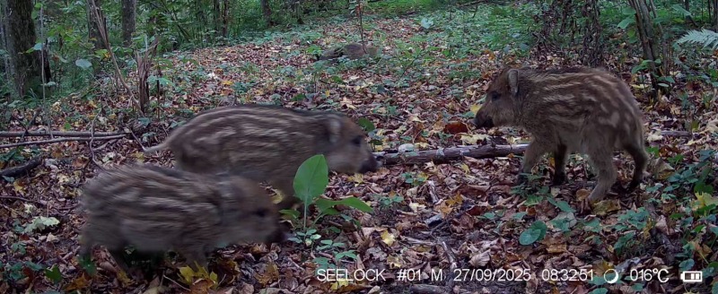 фотоловушки заповедника