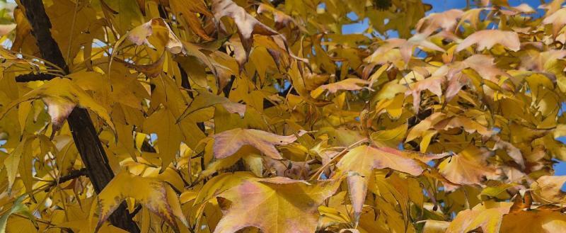 Калуга-поиск