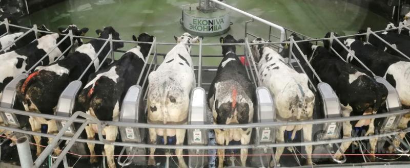 Фото: Kaluga-poisk.ru