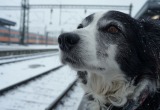 Пес три недели прождал меня на перроне, прямо как в кино