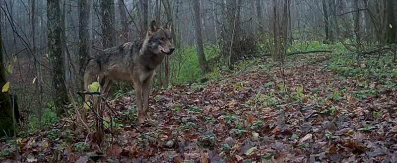 фотоловушки заповедника 