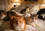 Жена превратила нашу квартиру в приют для кошек, после того как дети уехали учиться