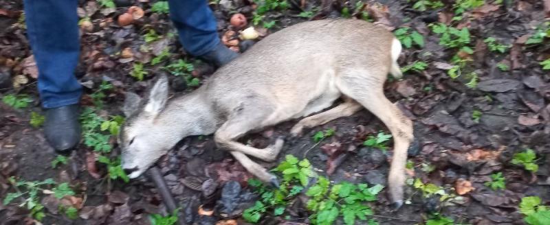 центр реабилитации диких животных 