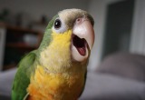 Прилетевший к нам попугай говорил кодовые слова, благодаря которым мы нашли его хозяев