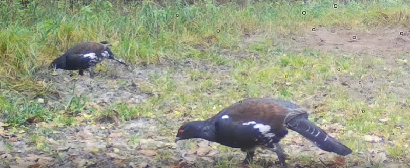 фотоловушки заповедника 