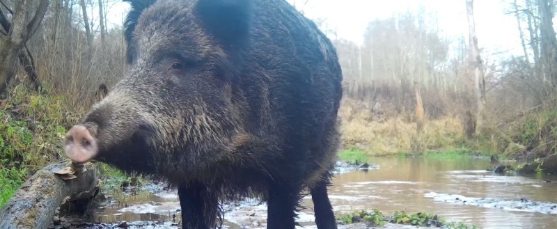 фотоловушки заповедника 