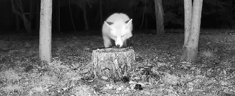 Комитет ветеринарии при Правительстве Калужской области